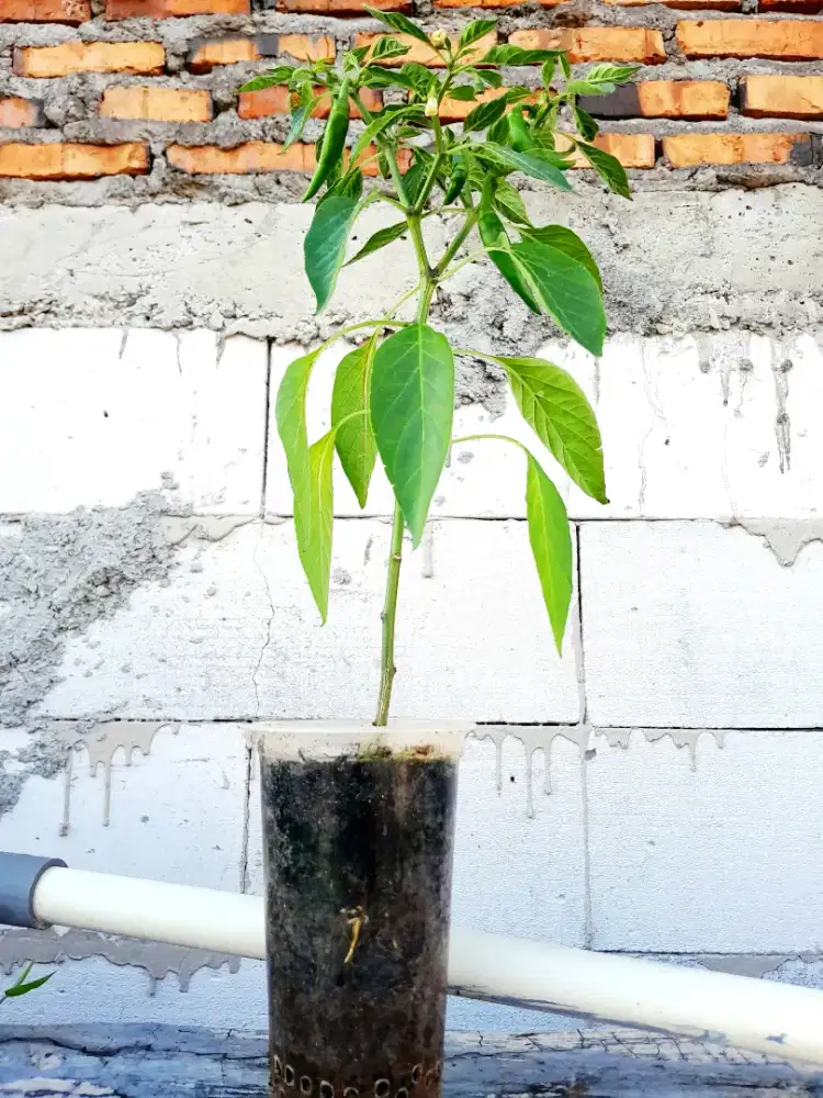 Pohon cabe merah gede