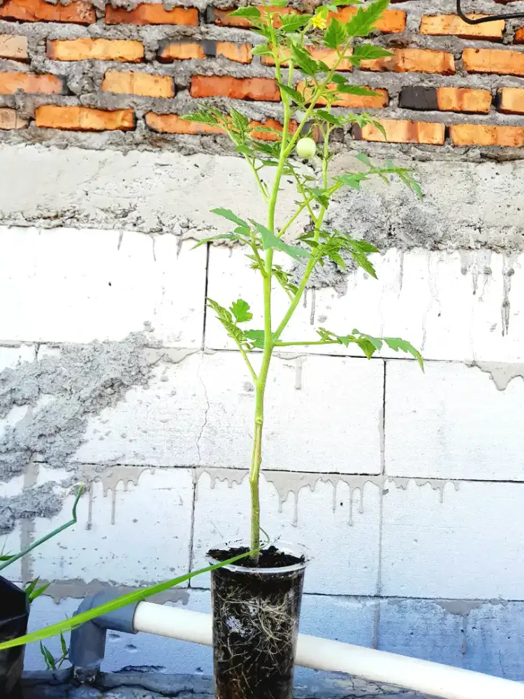 Pohon tomat cherry