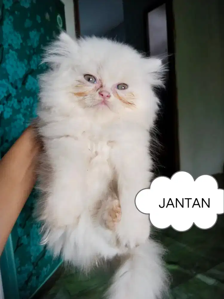 Kitten sepasang abah peak mama flat & kitten abah Himalaya mama peak