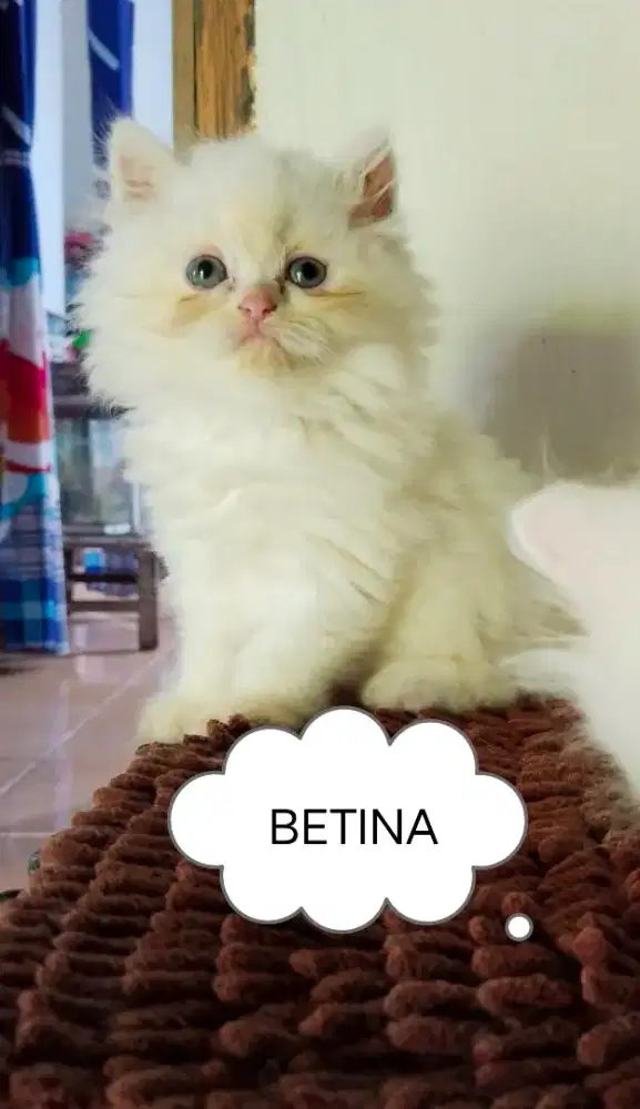 Kitten sepasang abah peak mama flat & kitten abah Himalaya mama peak