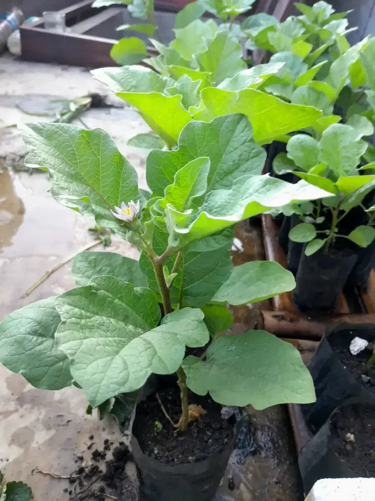 Pohon terong ungu