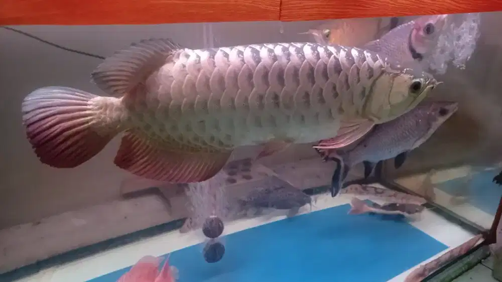 ARWANA AROWANA GOLDEN RED