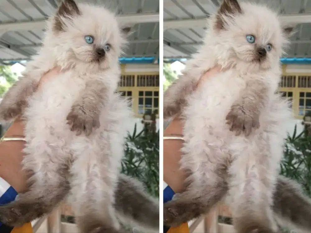 Kucing himalaya ragdoll