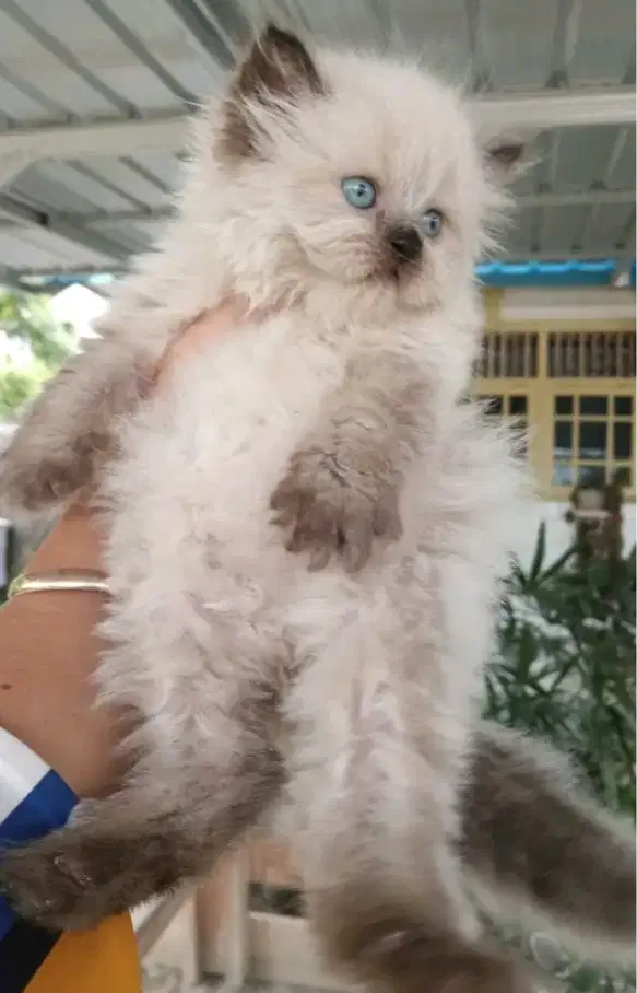 Kucing kitten Himalaya ragdoll super lucu
