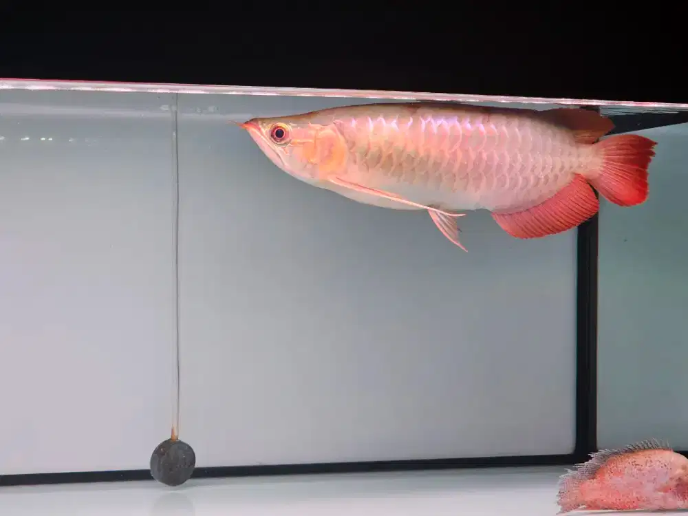 Arwana Super Red Jual Rugi Sertifikat ikan hias arowana SR