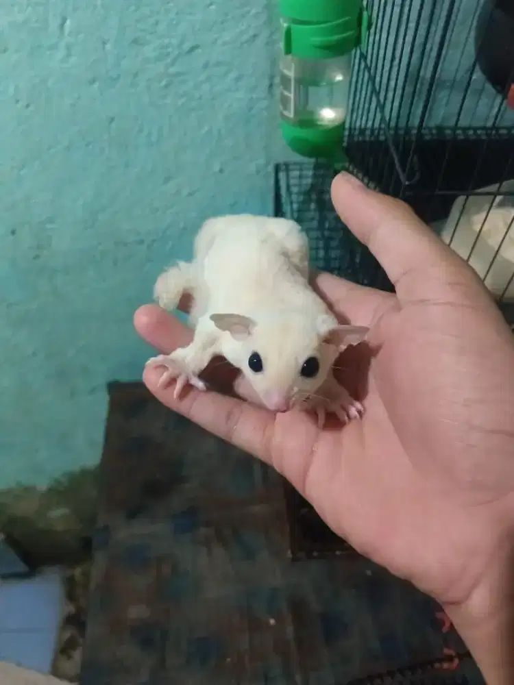 sugar glider leucistik