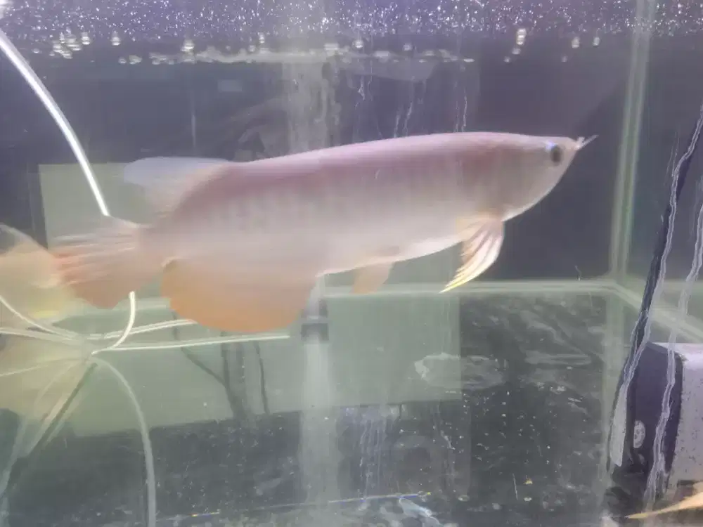 Arwana Golden Red genetik bagus  Size -+25 cm