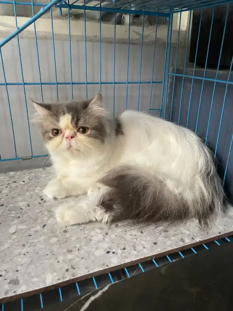 Kucing Persia Birahi