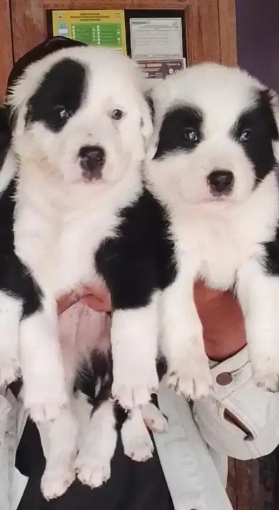 Golden Mix Husky Jantan