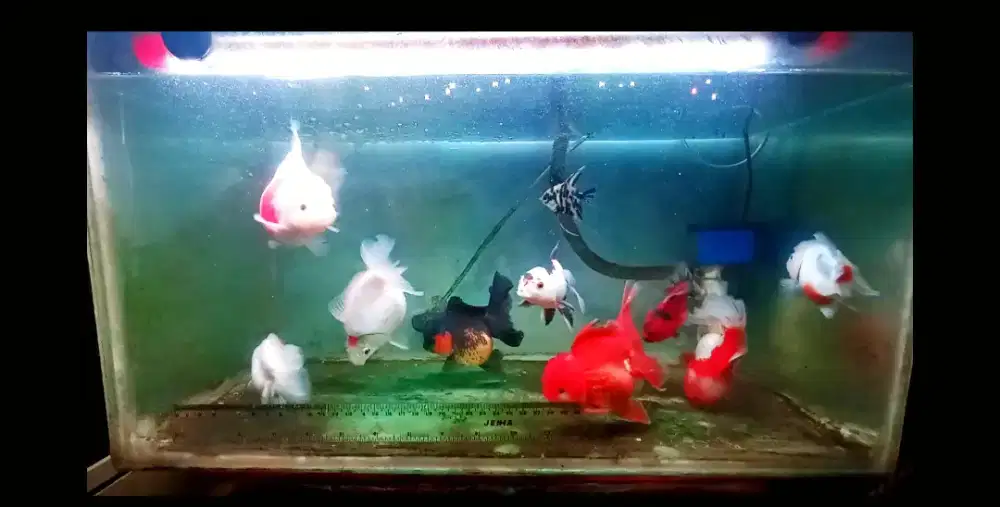 Ikah hias mas koki jumbo