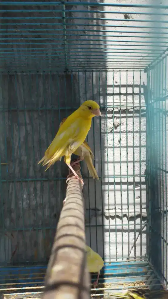 Burung kenari F1sf paud/anak jantan