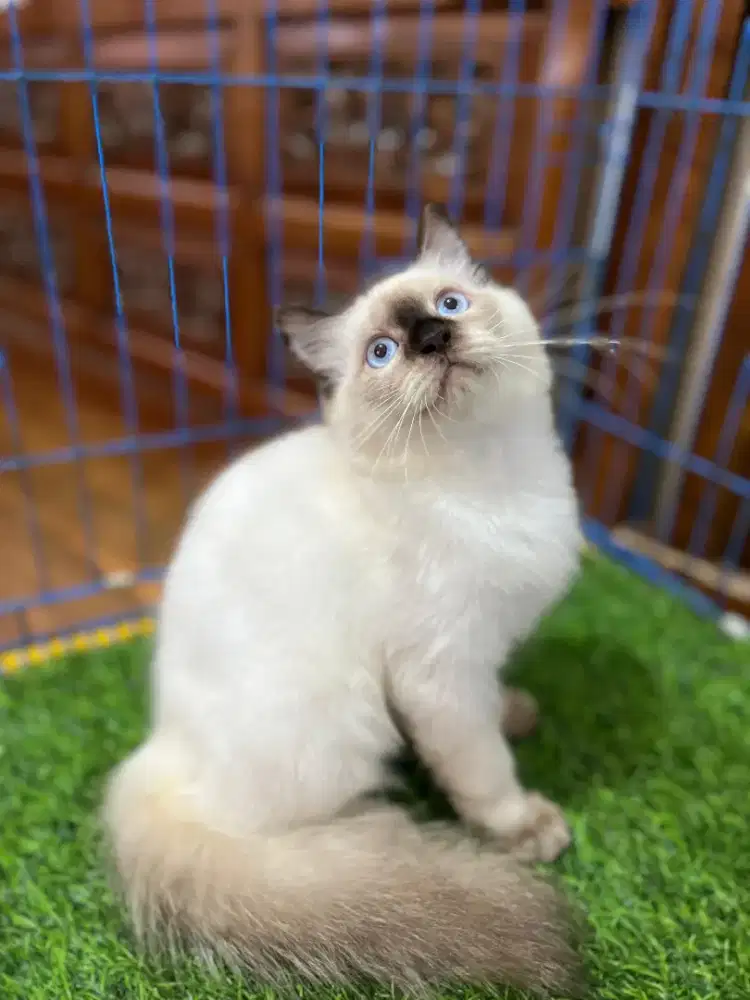 Kucing Himalaya