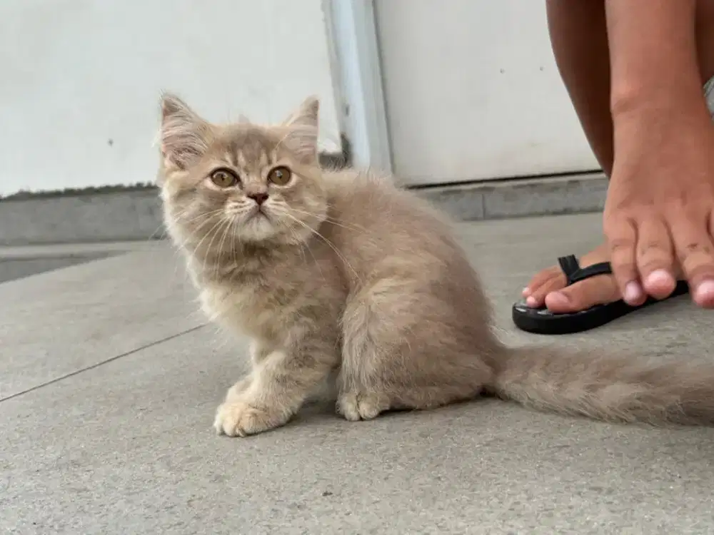 Mainecoon BSH Bengaal Jantan Betina