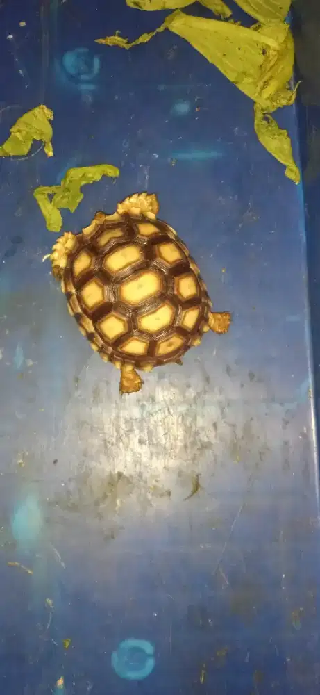 Kura kura sulcata