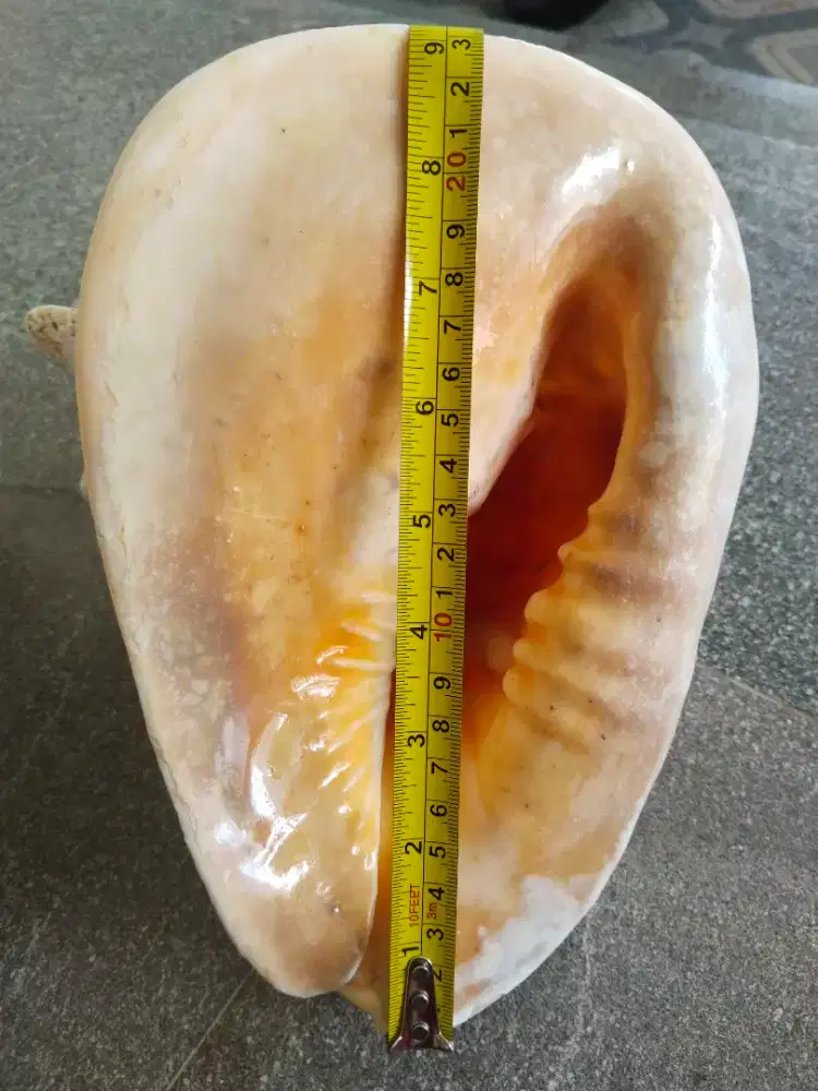 Hiasan kulit kerang