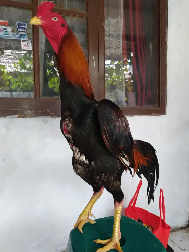 Ayam Shamo japan.cck X,eropa,ganoi,kaki gunung,BK,drumband,pakhoy,pama