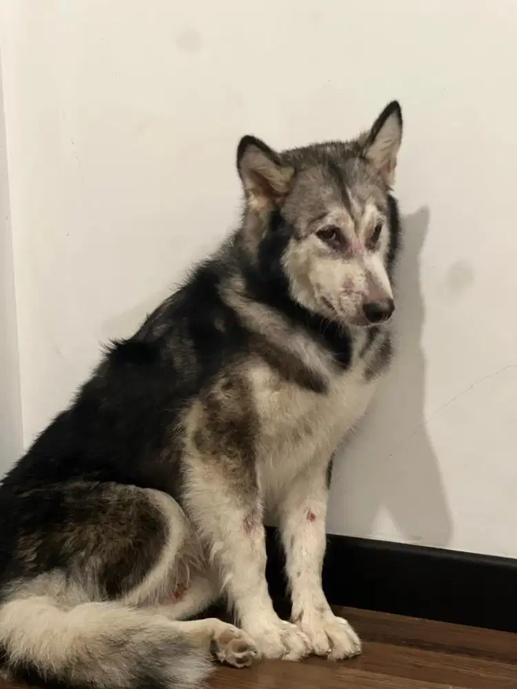 Kennel - penjaga anjing