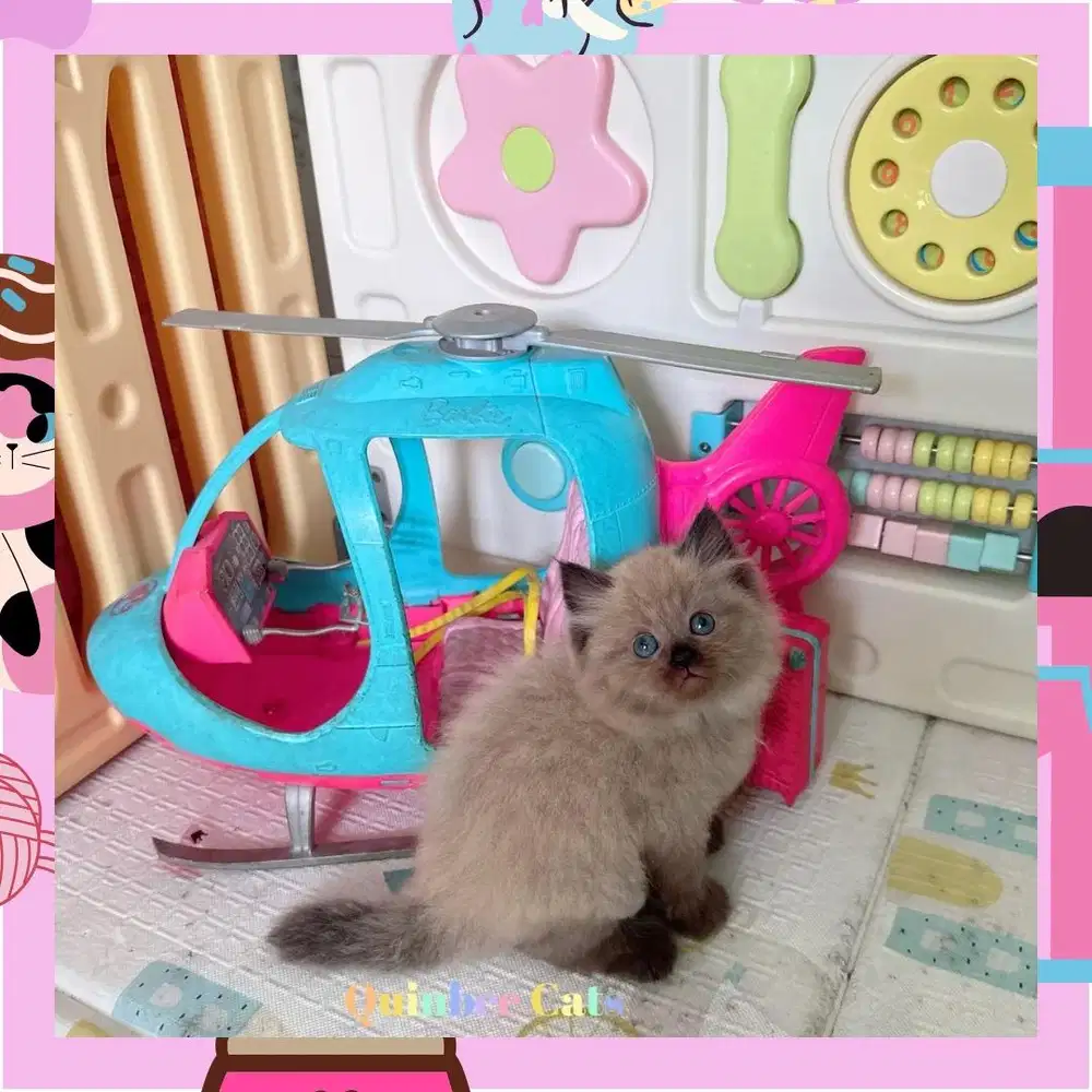 Kucing Himalaya Jantan chocolate Cinnamon super