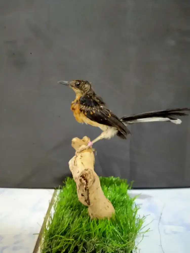 Murai batu hiasan asli