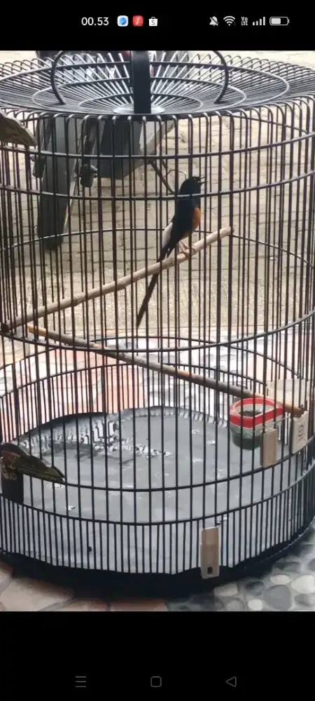 Dijual burung murai prestasi