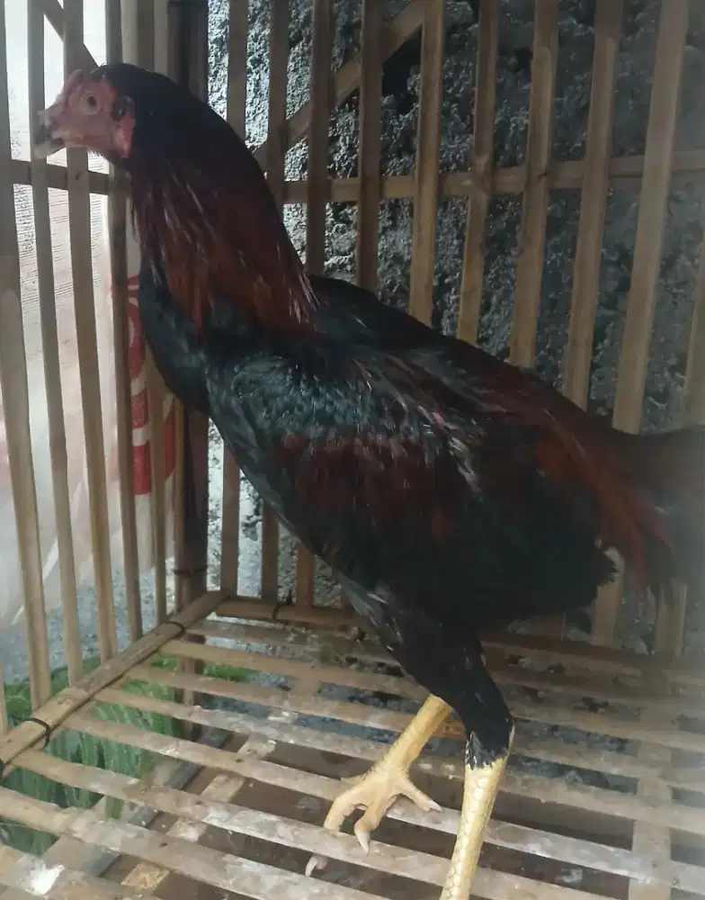 Bangkok×pakhoy usia 5 bulanan ayam sehat makan lahap