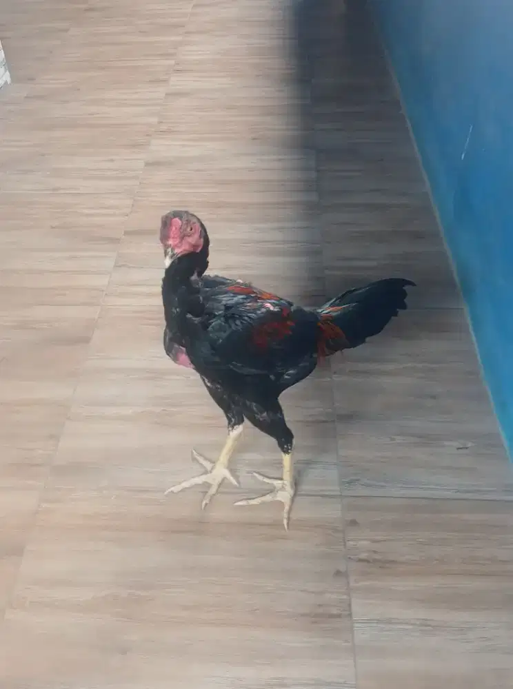 Bangkok usia 5 bulanan ayam sehat makan lahap
