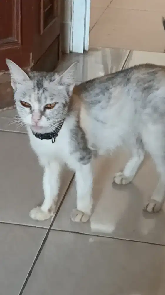 Kucing Anggora campuran