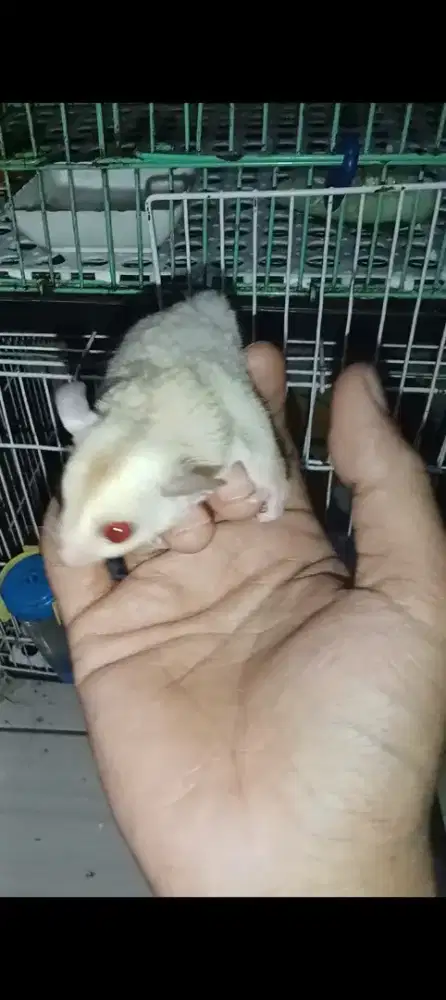 Sugar glider cremino