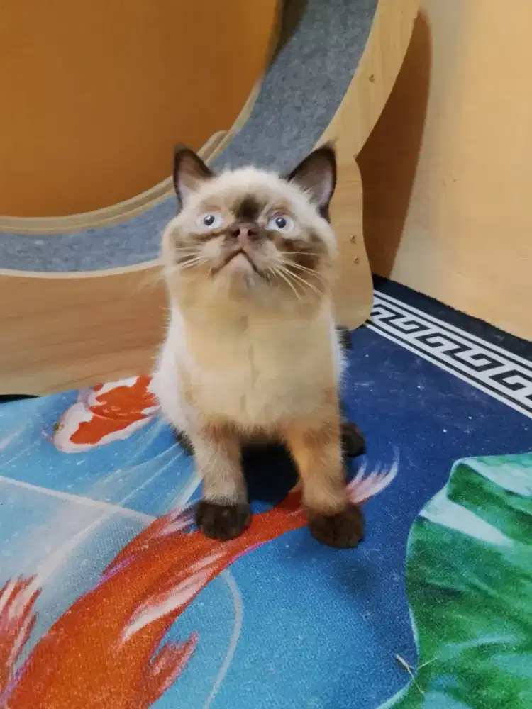 Exotik Betina vaksin lengkap