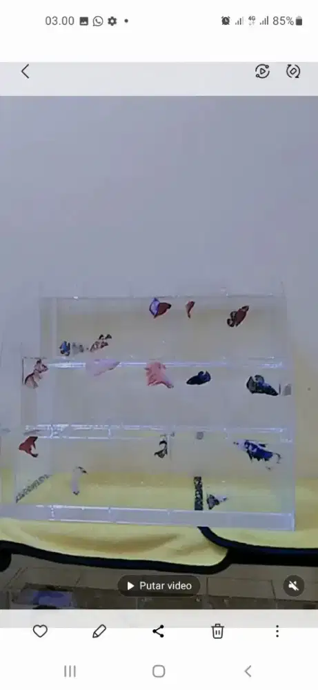 Ikan cupang hias