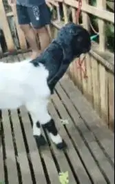 sepasang anakan kambing etawa super 4 bulanan 1 jantan 1 betina manteb