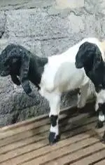 sepasang anakan kambing etawa super 4 bulanan 1 jantan 1 betina manteb