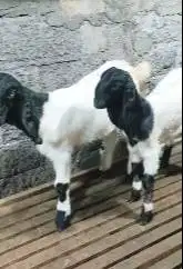 sepasang anakan bibit kambing etawa super 4 bln 1 jantan 1 betina puas