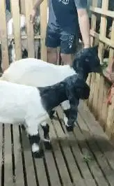 sepasang anakan bibit kambing etawa super 4 bln 1 jantan 1 betina puas