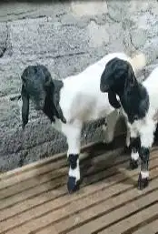 sepasang anakan bibit kambing etawa super 1 jantan 1 betina 4 bulanan