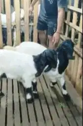 sepasang anakan bibit kambing etawa super 1 jantan 1 betina 4 bulanan