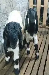 sepasang anakan kambing etawa super 4 bulanan 1 jantan 1 betina manteb