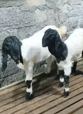 sepasang bibit cempe kambing etawa super 4 bln 1 jantan 1 betina puas