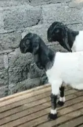 sepasang anakan bibit kambing etawa super 4 bln 1 jantan 1 betina puas