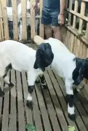 sepasang anakan cempe kambing etawa super 4 bln 1 jantan 1 betina puas