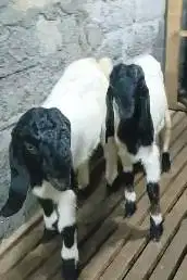 sepasang anakan kambing etawa super 4 bln 1 jantan 1 betina jamin puas