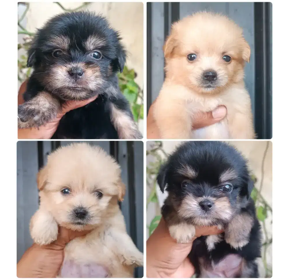 Shihtzu mix pom betina