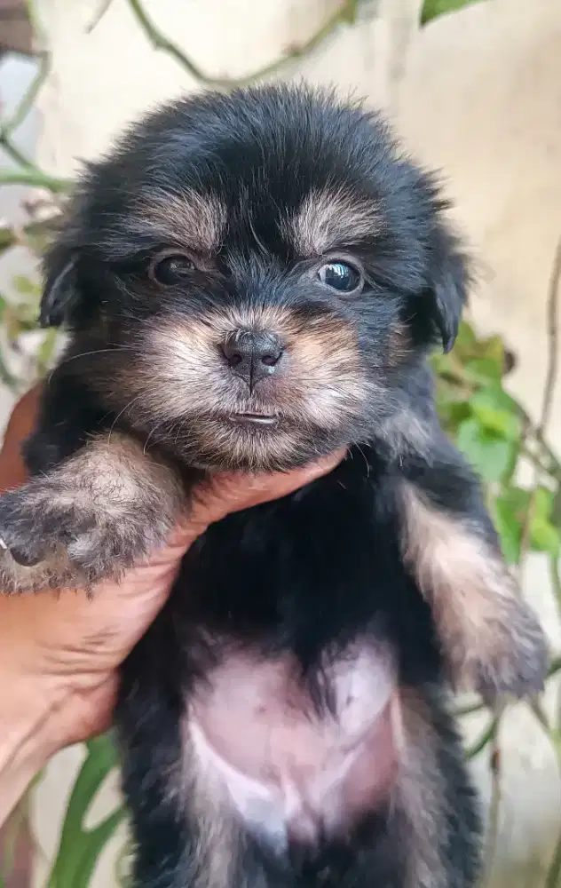 Shihtzu mix pom betina