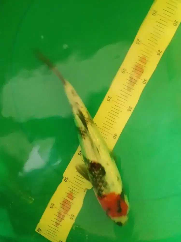 Ikan koi jenis Tancho Showa Ginrin 29cm warna merah