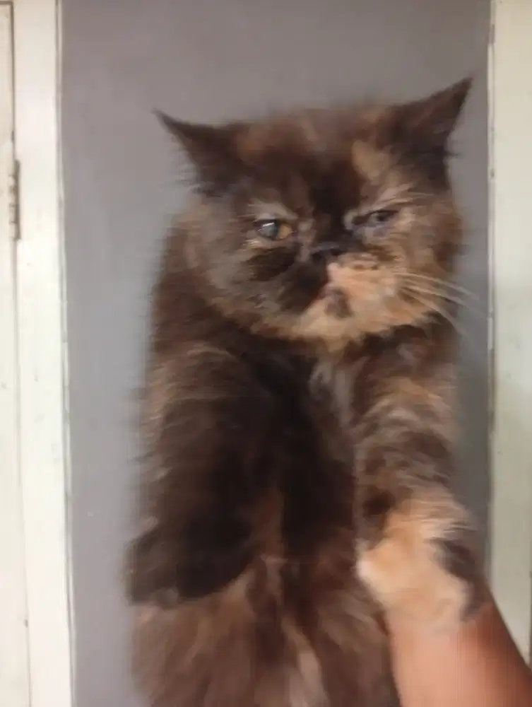 Kucing exo Shorthair