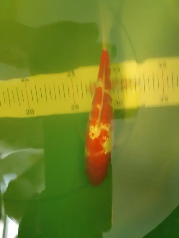 Ikan koi jenis Kohaku Ginrin 25cm HQ