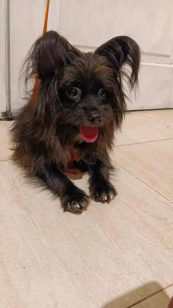 Di jual free kandang tempat pippup