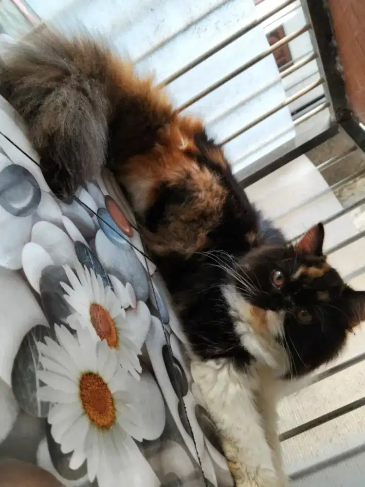 Kucing Persia flatnose