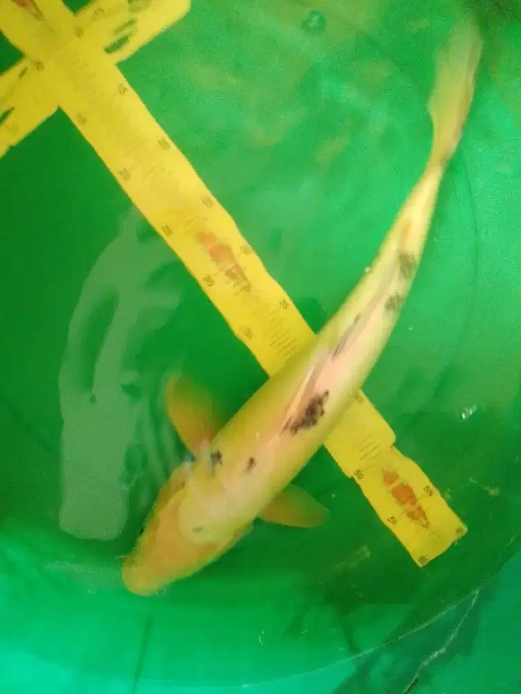 Ikan koi jenis Bekko 47cm putih bersih
