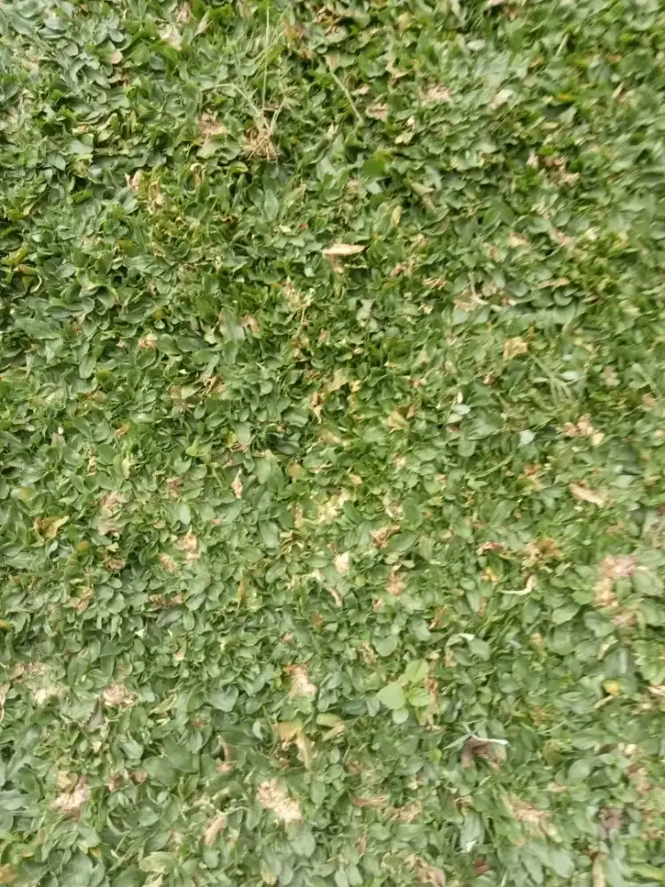 Jual rumput gajah mini